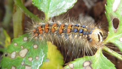 Lymantria dispar